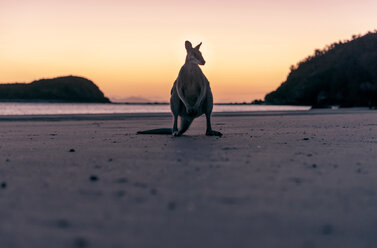 Australien, Queensland, Känguru am Strand am Morgen - GEMF02490