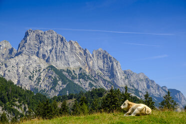 Österreich, Bundesland Salzburg, Pinzgau, Großes Mühlsturzhorn, Litzlalm, Kuh auf der Wiese liegend - LBF02202