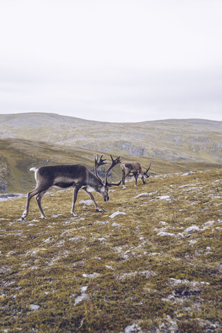 Zwei Rentiere beim Grasen am Nordkap, Norwegen, lizenzfreies Stockfoto