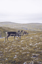 Two reindeers grazing at the North Cape, Norway - RSGF00092