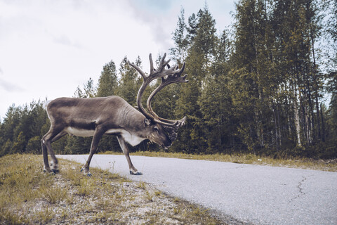 Rentiere beim Überqueren einer Landstraße in Finnland, lizenzfreies Stockfoto