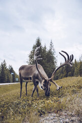 Reindeer grazing on a meadow, Finland - RSGF00121