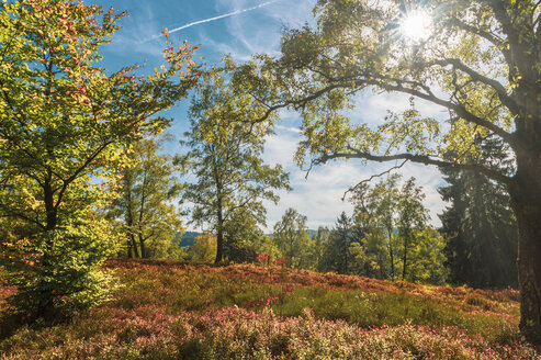 Deutschland, Niedersachsen, Extertal, Wald, Goldener Oktober - FRF00754