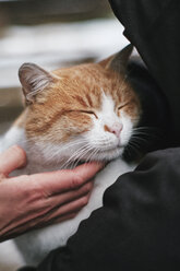 Hand stroking relaxed cat - BZF00468