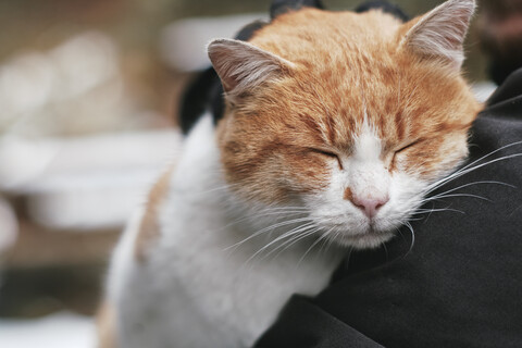 Porträt einer Katze, die sich mit dem Kopf auf der Schulter des Besitzers entspannt, lizenzfreies Stockfoto