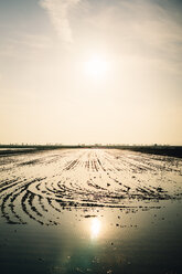 Spain, Catalonia, Deltebre, Field with rice plants and flooded with water - GEMF02498