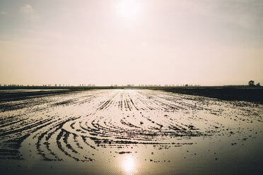 Spain, Catalonia, Deltebre, Field with rice plants and flooded with water - GEMF02499