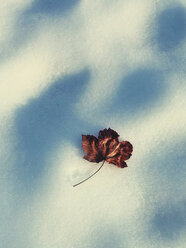 Ahornblatt im Schnee - WWF04474