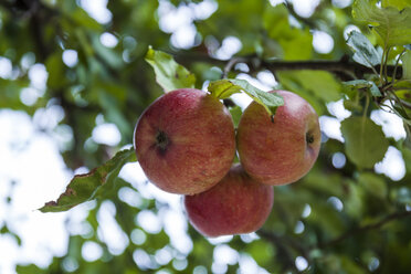 Äpfel, die an einem Baum wachsen - TCF05964