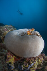 Palau, Clownfische und Seeanemone - TOVF00111