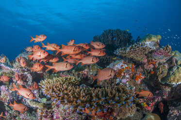 Palau, squirrel fishes, Ostichthys trachypoma - TOVF00112