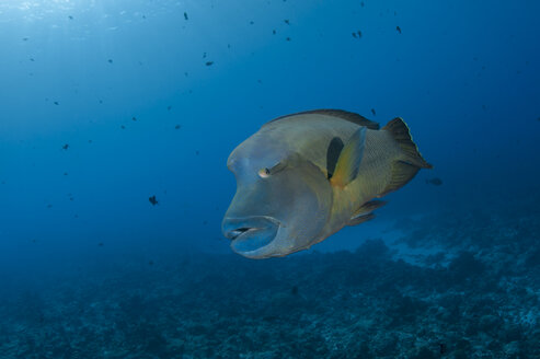 Palau, Napoleonfisch, Cheilinus undulatus - TOVF00113