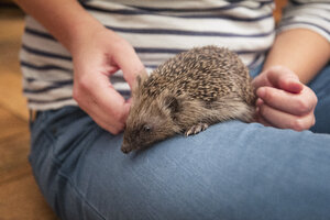 Frau mit Igel auf dem Oberschenkel, Nahaufnahme - MAMF00216