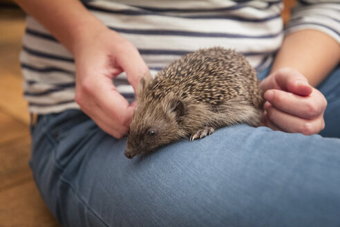 Woman with hedgehog on her thigh, close-up - MAMF00216