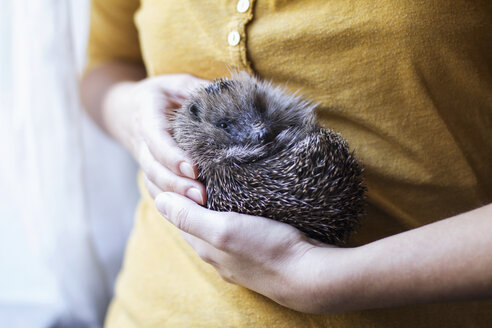 Woman's hands holding rolled up hedgehog - MAMF00217