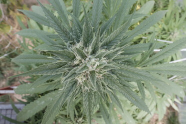 Draufsicht auf eine im Gewächshaus wachsende Cannabispflanze - CAVF54106
