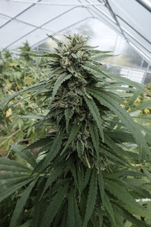 Nahaufnahme einer im Gewächshaus wachsenden Cannabispflanze - CAVF54107