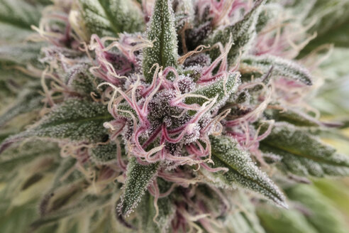 Extreme Nahaufnahme einer im Gewächshaus wachsenden Cannabispflanze - CAVF54108