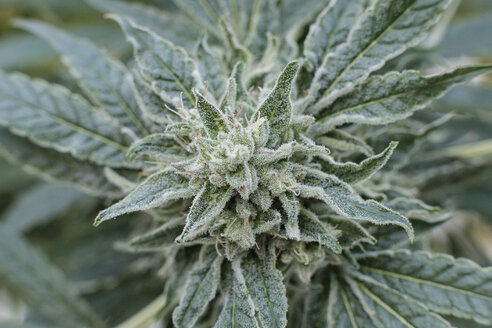 Blick von oben auf die Knospen einer Cannabispflanze im Gewächshaus - CAVF54111
