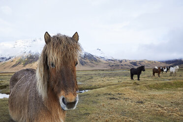 Portrait of Icelandic horse standing on field against cloudy sky - CAVF54166