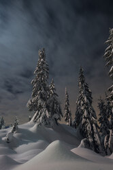 Niedriger Blickwinkel auf schneebedeckte Bäume gegen bewölkten Himmel bei Nacht - CAVF54240