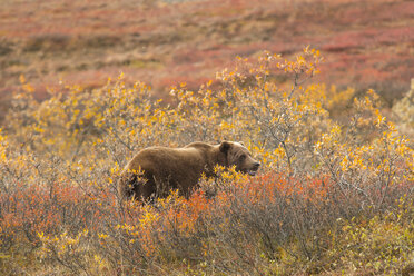 Bär inmitten von Pflanzen im Denali National Park and Preserve im Herbst - CAVF54243