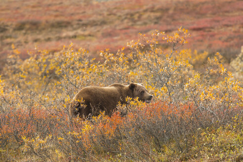 Bär inmitten von Pflanzen im Denali National Park and Preserve im Herbst - CAVF54243