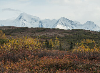Blick auf die Landschaft des Denali-Nationalparks und -Schutzgebiets vor dem Hintergrund schneebedeckter Berge - CAVF54244