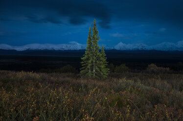 Pflanzen, die auf einem Feld im Denali National Park and Preserve wachsen, vor dem nächtlichen Himmel - CAVF54245