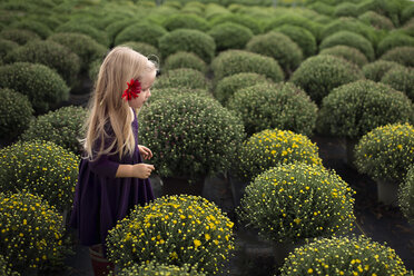 Seitenansicht eines Mädchens mit Gerbera-Gänseblümchen, das inmitten von Topfpflanzen steht - CAVF54297