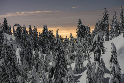 Malerischer Blick auf schneebedeckte Bäume bei Sonnenuntergang - CAVF54451