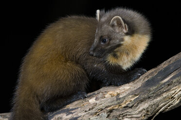 Pine marten sitting on tree trunk - MJOF01610