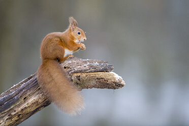 Porträt eines fressenden eurasischen roten Eichhörnchens, das im Winter auf einem Baumstamm kauert - MJOF01611