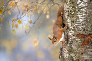 Porträt eines roten Eichhörnchens, das im Herbst auf einen Baum klettert - MJOF01612