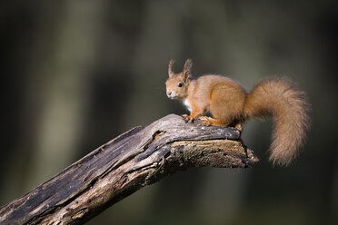Porträt eines eurasischen roten Eichhörnchens auf einem Baumstamm - MJOF01616