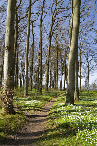 Deutschland, Mecklenburg-Vorpommern, Warnemünde, Wald im Frühling, leerer Weg, lizenzfreies Stockfoto