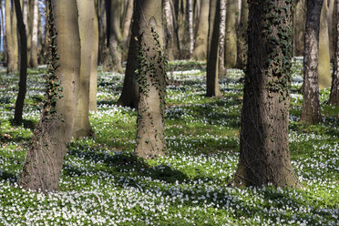 Deutschland, Mecklenburg-Vorpommern, Warnemünde, Wald im Frühling - MELF00196