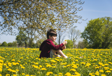 Side view of boy with broken leg sitting amidst yellow flowering plants on field at park during sunny day - CAVF54600