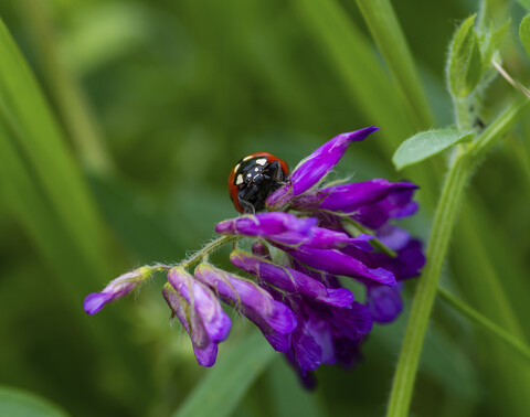 Nahaufnahme eines Marienkäfers auf einer Blüte, lizenzfreies Stockfoto