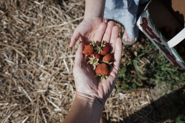 Abgeschnittene Hand der Mutter, die ihrer Tochter auf dem Bauernhof Erdbeeren schenkt - CAVF54676