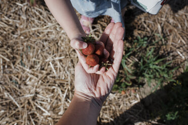 Ausgeschnittenes Bild einer Tochter, die ihrer Mutter auf dem Bauernhof Erdbeeren schenkt - CAVF54677