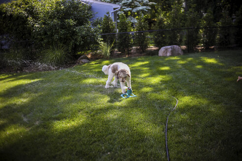 Hoher Winkel Blick auf Hund stehend durch Sprinkler auf grasbewachsenen Feld auf dem Hof - CAVF54701