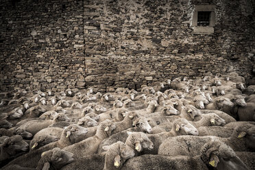 Blick von oben auf Schafe, die an einer alten Backsteinmauer stehen - CAVF54719