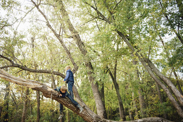 Carefree brothers climbing on tree at park - CAVF54778