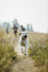 Hund läuft auf einem Feld, während Wanderer im Hintergrund im Wald stehen - CAVF54813