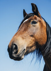 Low angle view of horse against clear sky - CAVF54823