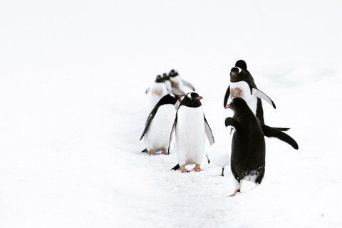 Pinguine stehen auf einem verschneiten Feld, lizenzfreies Stockfoto