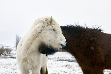 Icelandic Horses standing on snowy field during winter - CAVF54920