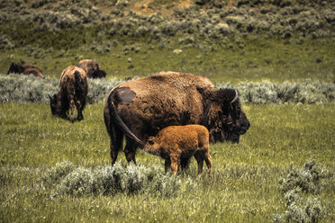 Amerikanischer Bison bei der Fütterung seines Kalbes auf einer Wiese im Yellowstone National Park - CAVF54923