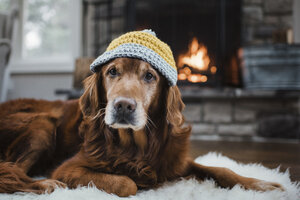 Close-up of golden retriever with knit hat lying relaxing on rug - CAVF54936